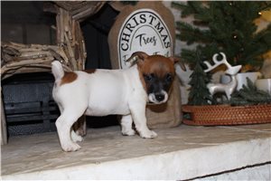 Sugar - Jack Russell Terrier for sale