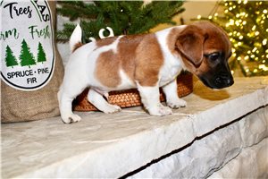 Spike - Jack Russell Terrier for sale