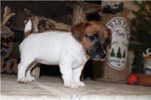 Lilly - Jack Russell Terrier for sale