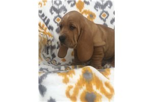 Rusty - Basset Hound for sale