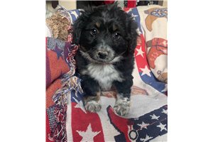 Mirabel - Bordoodle for sale