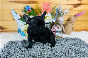 Noah - French Bulldog for sale