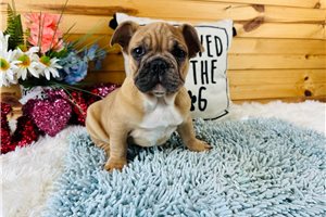 Nash - French Bulldog for sale