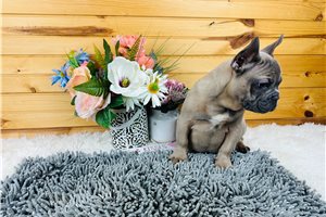 Nico - French Bulldog for sale
