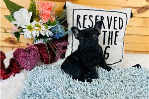 Noah - French Bulldog for sale