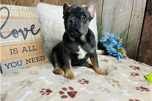 Cassius - French Bulldog for sale