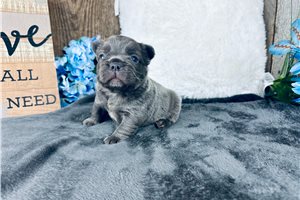 Emmanuel - French Bulldog for sale