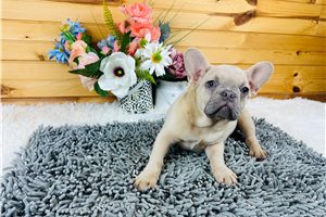 Hazel - French Bulldog for sale