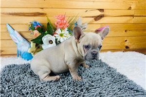 Hazel - French Bulldog for sale