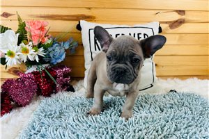 Nico - French Bulldog for sale