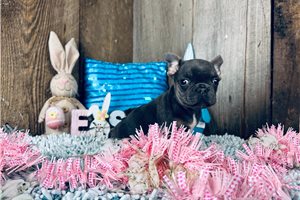 Cassius - French Bulldog for sale