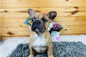 Nash - French Bulldog for sale