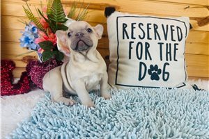 Hazel - French Bulldog for sale
