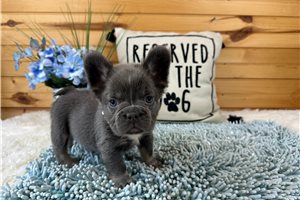 Eleanor - puppy for sale