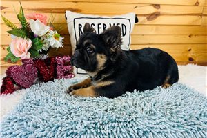 Edison - French Bulldog for sale