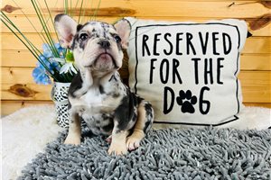 Elias - puppy for sale