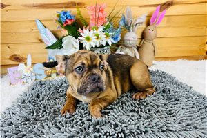 Haven - French Bulldog for sale