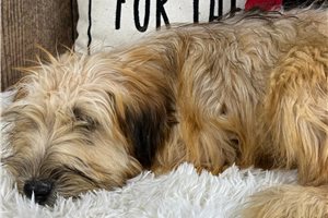 Rusty - Soft Coated Wheaten Terrier for sale
