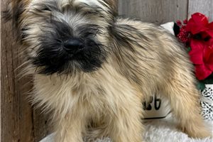 Roman - Soft Coated Wheaten Terrier for sale