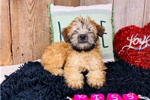 Sophia - Soft Coated Wheaten Terrier for sale