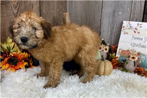 Robin - Soft Coated Wheaten Terrier for sale