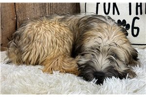 Rosalyn - Soft Coated Wheaten Terrier for sale