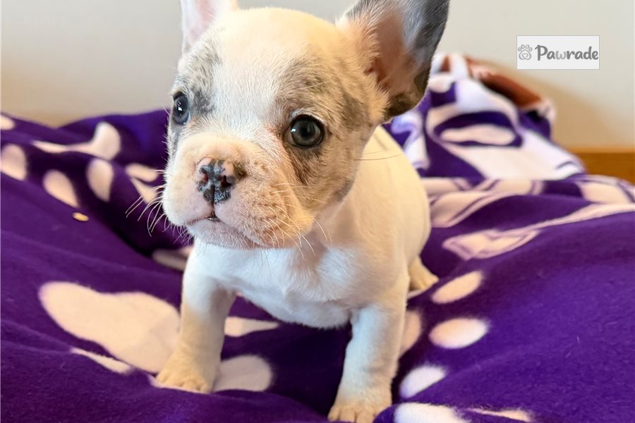 Lipton - French Bulldog for sale
