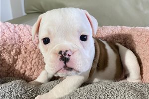 Luna - English Bulldog for sale