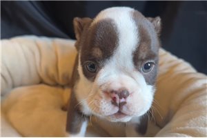 Violet - puppy for sale