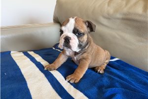 Elijah - English Bulldog for sale
