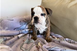Evelyn - English Bulldog for sale
