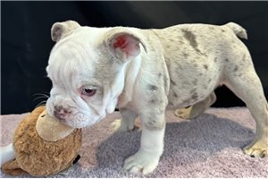 Vincenzo - English Bulldog for sale
