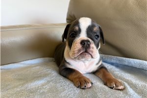 Ferdinand - English Bulldog for sale