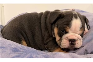 Margo, a English Bulldog puppy