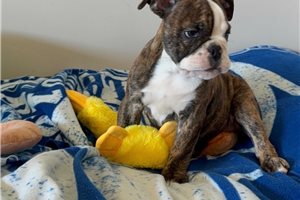Evelyn - puppy for sale