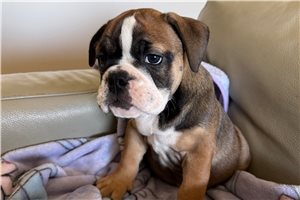 Emma - English Bulldog for sale