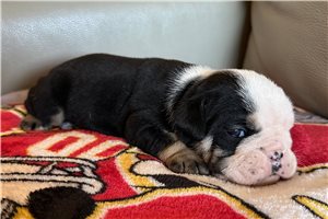 Bella - English Bulldog for sale