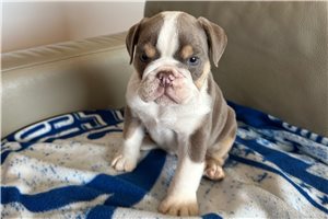 Benjamin - English Bulldog for sale