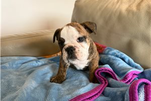 Evelyn - English Bulldog for sale