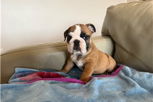 Elijah - English Bulldog for sale