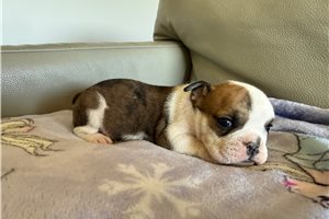 Felicity - English Bulldog for sale