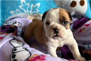 Nila - puppy for sale