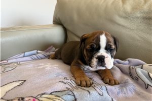 Emma - English Bulldog for sale