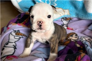 Niki - puppy for sale
