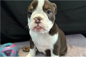 Violet - English Bulldog for sale