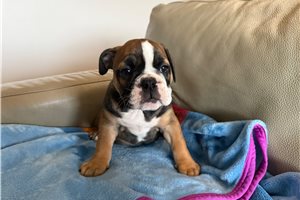Emma - English Bulldog for sale