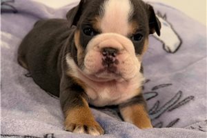 Margo - English Bulldog for sale