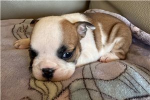 Foxy - English Bulldog for sale