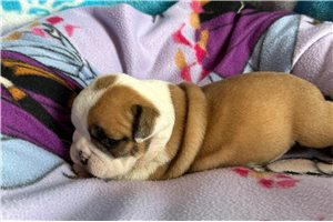 Nila - puppy for sale