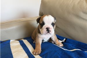 Ezra - English Bulldog for sale